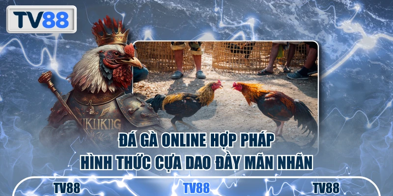 Đá gà online hợp pháp hình thức cựa dao đầy mãn nhãn