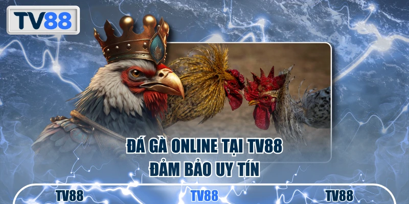 Đá gà online tại TV88 đảm bảo uy tín