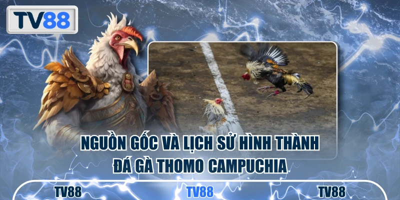 Nguồn gốc và lịch sử hình thành đá gà Thomo Campuchia