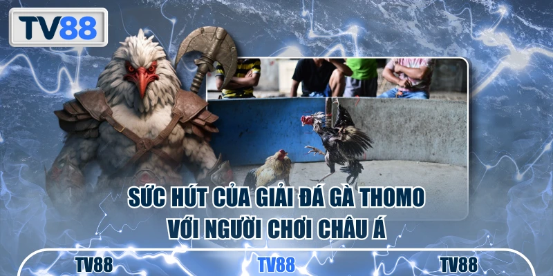 Sức hút của giải đá gà Thomo với người chơi châu Á