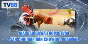 Giải đá gà thomo TV88 sân chơi hấp dẫn cho người đam mê